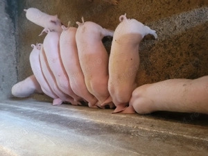 Soldani de vânzare!  - imagine 2