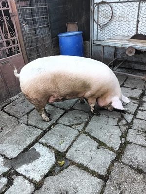 Vinde porc crescut cu cereale  - imagine 4