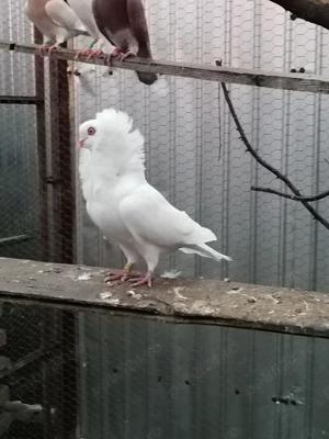 Porumbei de vânzare  - imagine 4