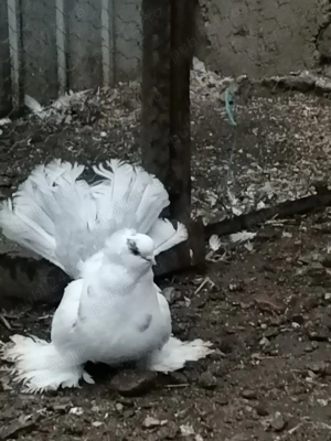 Porumbei de vânzare  - imagine 5