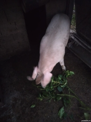 vand porci  - imagine 2