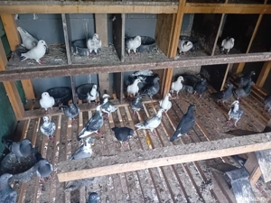 vînd  porumbeii  pui si maturi