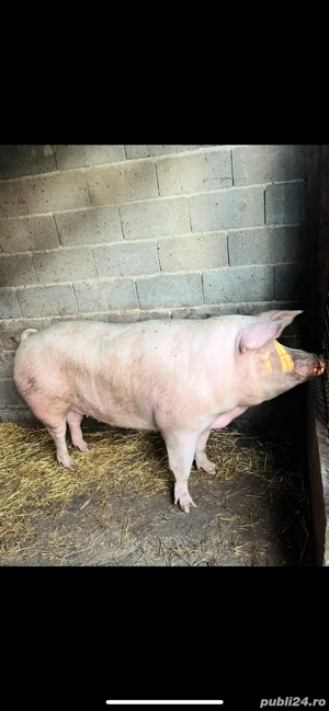 Vand porci de rasa Landrace - imagine 5