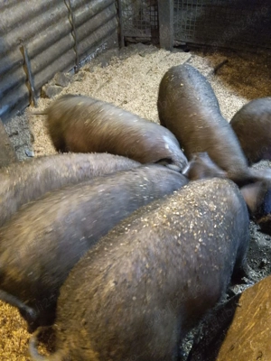 Vând purcei 12 saptamani - imagine 2