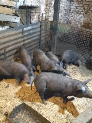 Vând purcei 12 saptamani - imagine 3