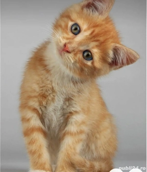 British Orange  - imagine 2