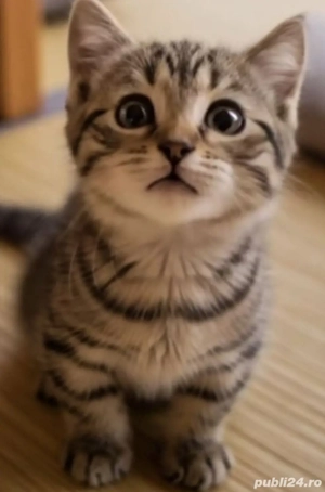 British Brown  - imagine 3