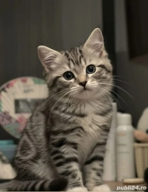 British Brown  - imagine 2