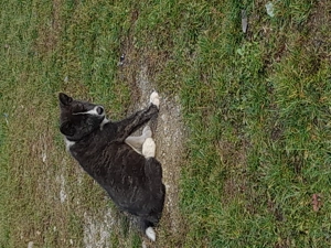 Urgent Akita inu japonez