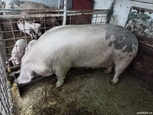 Vand scroafă Marele Alb..