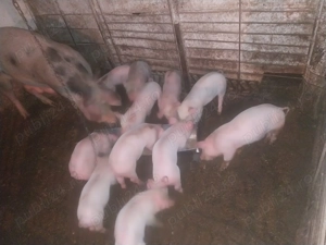 De vanzare purcei  - imagine 2