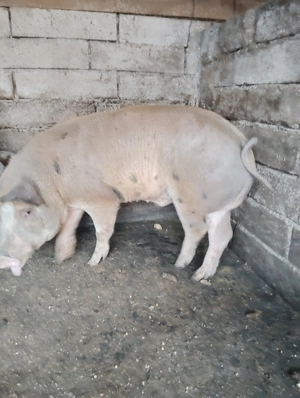 Porci pentru Crăciun, detalii la telefon 