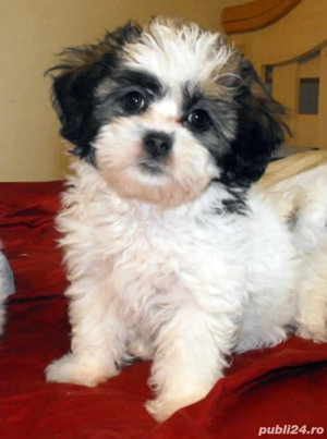 bichon havanez alb cu negru