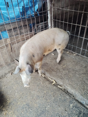 Vând porci pentru Crăciun, - imagine 5