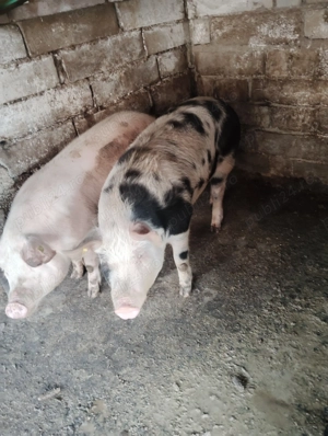 Vând porci pentru Crăciun, - imagine 3