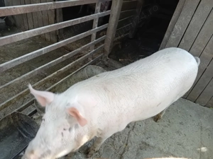 Dau porci  - imagine 2