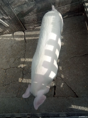 Vând șoldană  - imagine 3