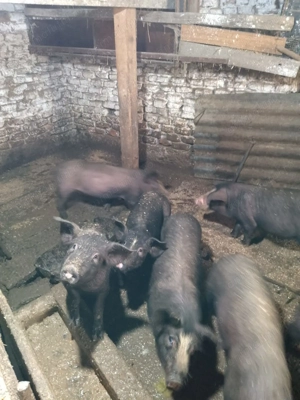 Vând purcei 12 saptamani - imagine 5