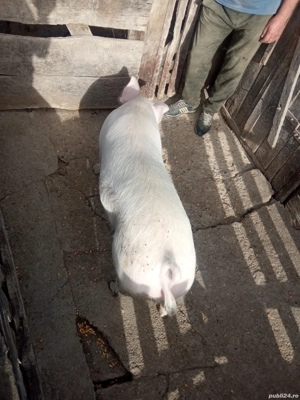 Vând șoldană  - imagine 2