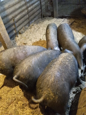 Vând purcei 12 saptamani - imagine 4