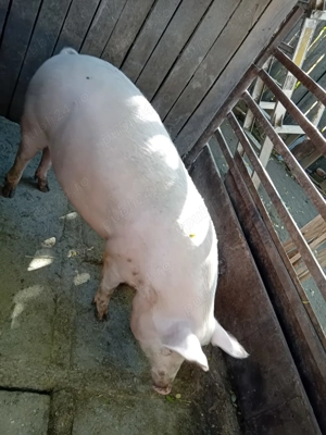 Dau porci  - imagine 3