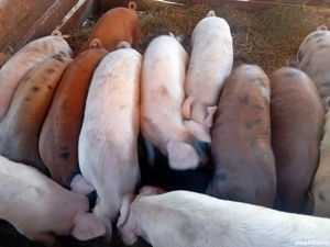 vând porci - imagine 2