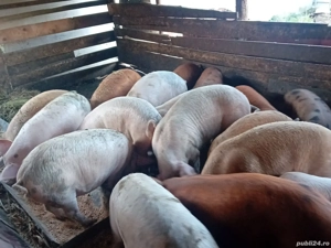 vând porci - imagine 5