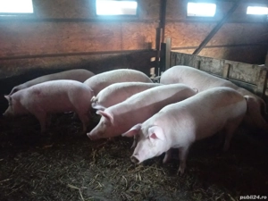 vând porci - imagine 4