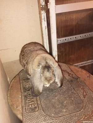 iepuri berbec german 