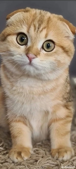 scottish fold golden!!!