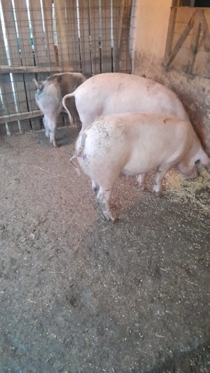 Porci de vanzare - imagine 3