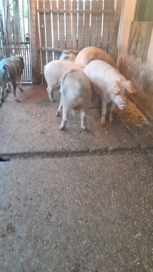 Porci de vanzare - imagine 4