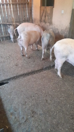 Porci de vanzare - imagine 2