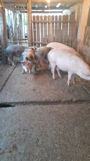 Porci de vanzare - imagine 5