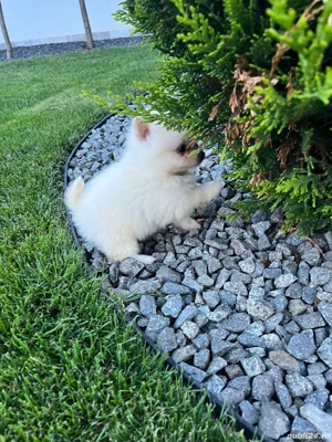 pomeranian alb disponibil