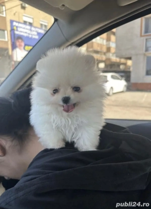 pomeranian alb disponibil