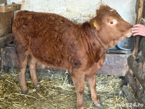 Vând vițea limousine 