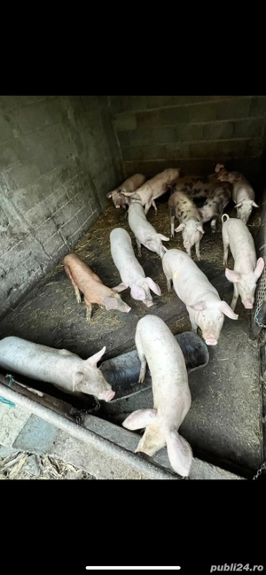 Vand porci bio 20-300kg  - imagine 4