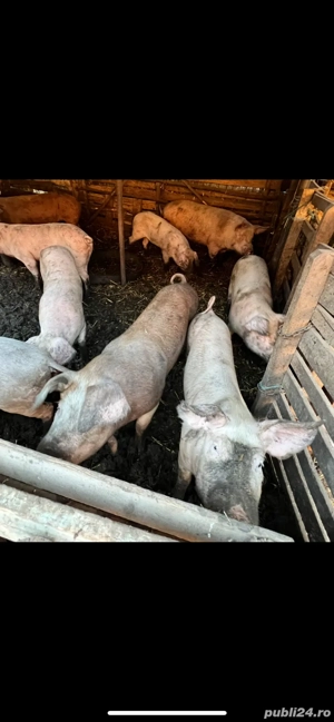 Vand porci bio 20-300kg  - imagine 2