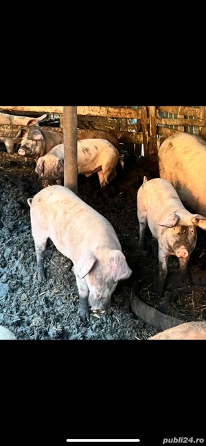 Vand porci bio 20-300kg  - imagine 3
