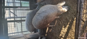 Porci mangalita - imagine 2