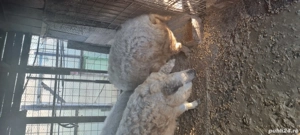 Porci mangalita - imagine 3