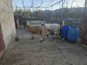 Vand vitei belgian si baltata romaneasca