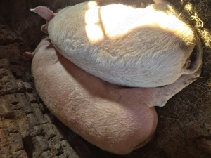 Porc de vânzare disponibil în comuna Celaru jud Dolj