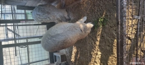 Porci mangalita - imagine 4