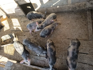 Bună ziua vând purcei  - imagine 2