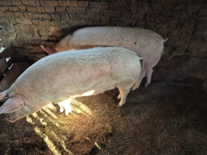 Porc și Purcea de vânzare disponibil în comuna Celaru jud Dolj - imagine 2