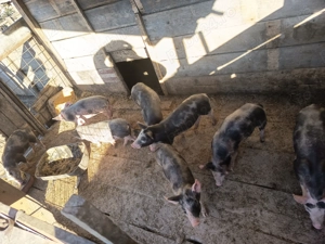 Bună ziua vând purcei  - imagine 4