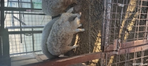 Porci mangalita - imagine 5