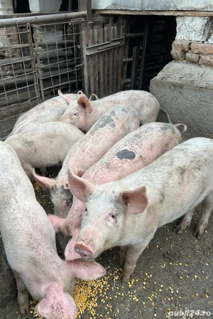 Vând grăsuni - imagine 3